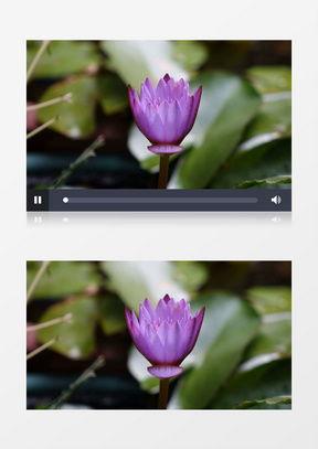 莲花开放视频,捕捉自然之美
