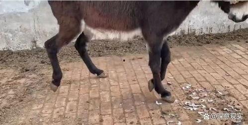 驴日的视频,一场荒诞旅程的深度剖析